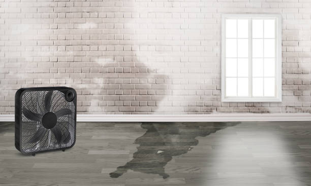 Best Water damage restoration experts  in Millsboro, DE
